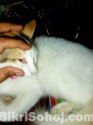 urgent cat adopted 01720896065